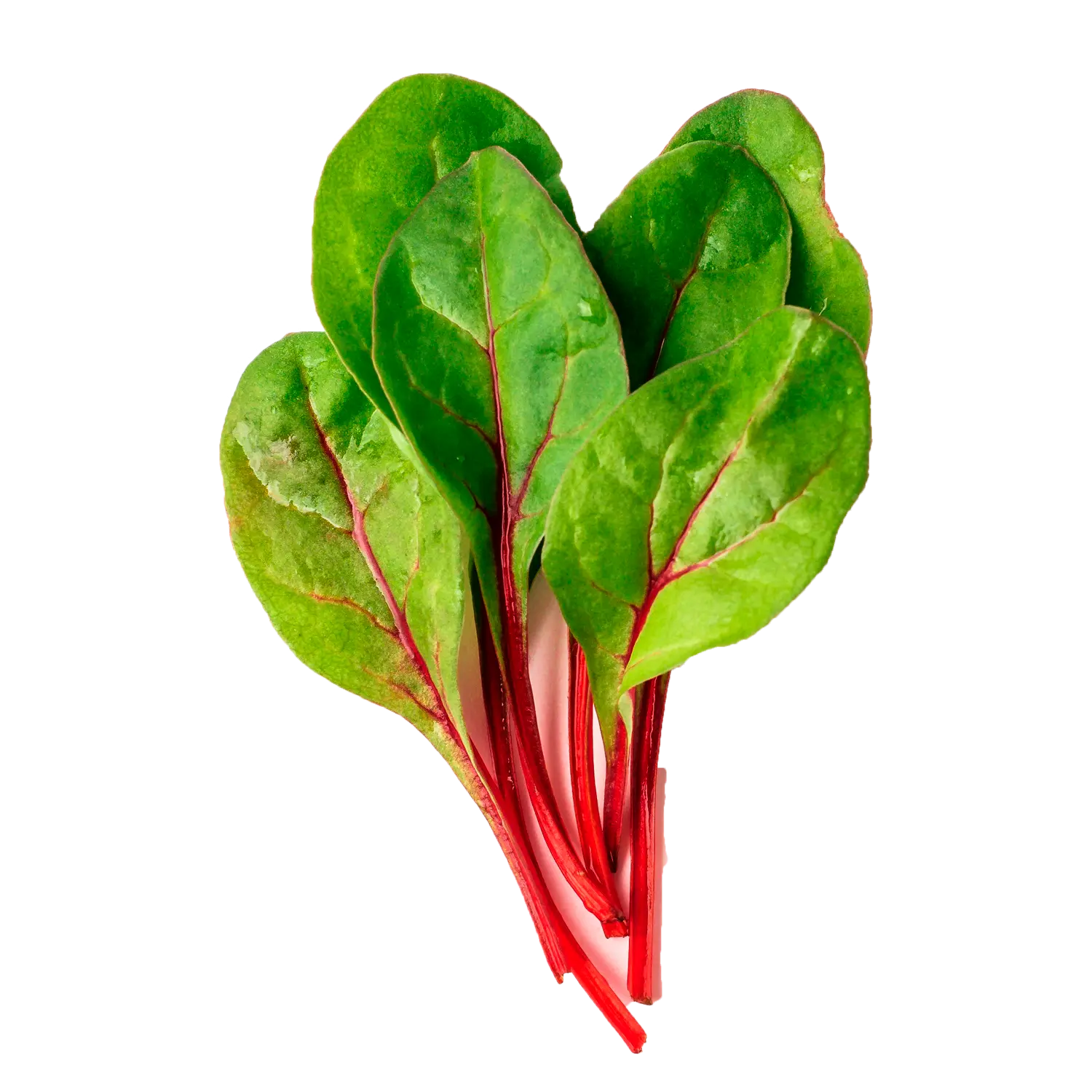 Acelga roja
