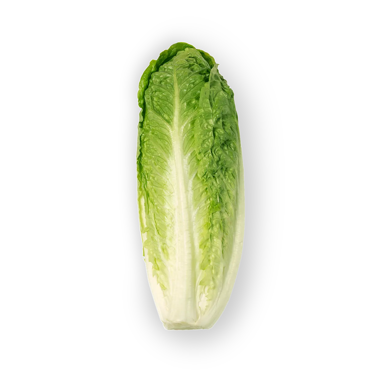 Lechuga romana