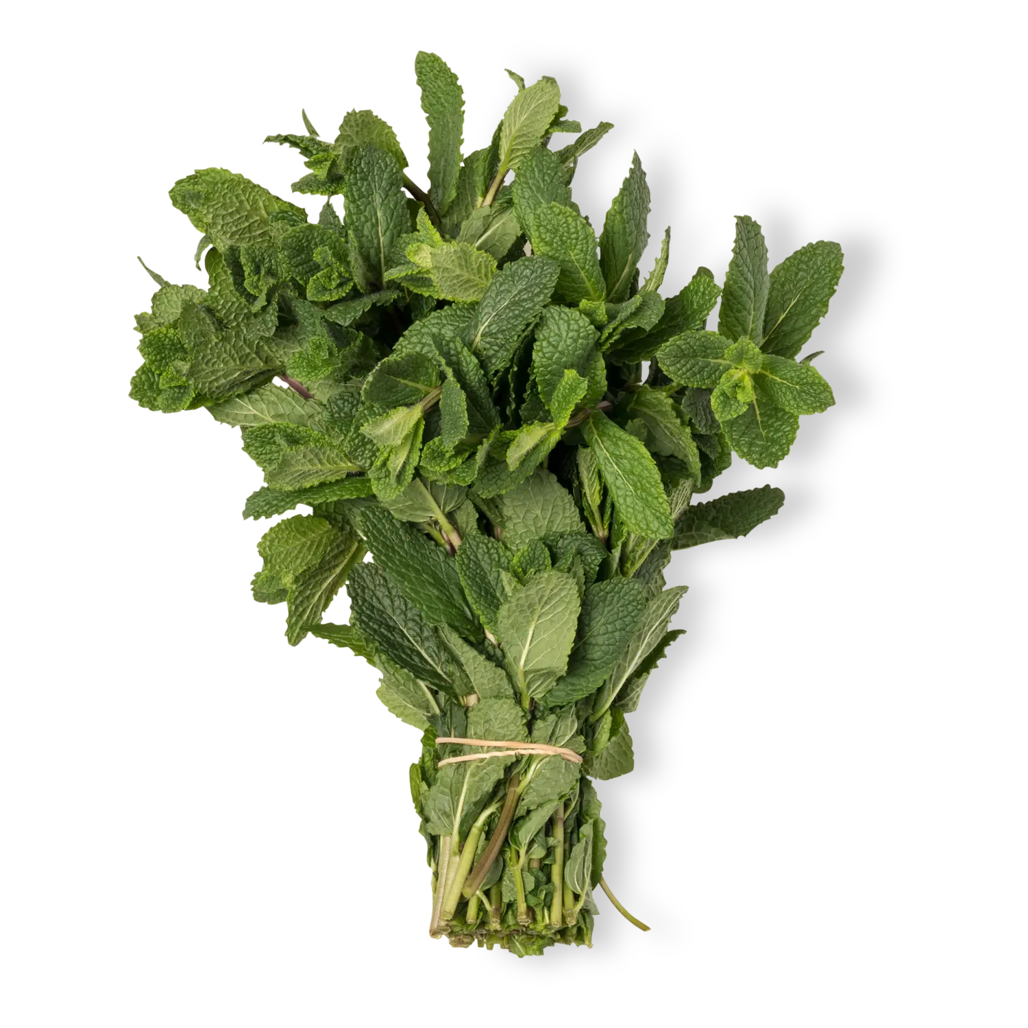 Menta