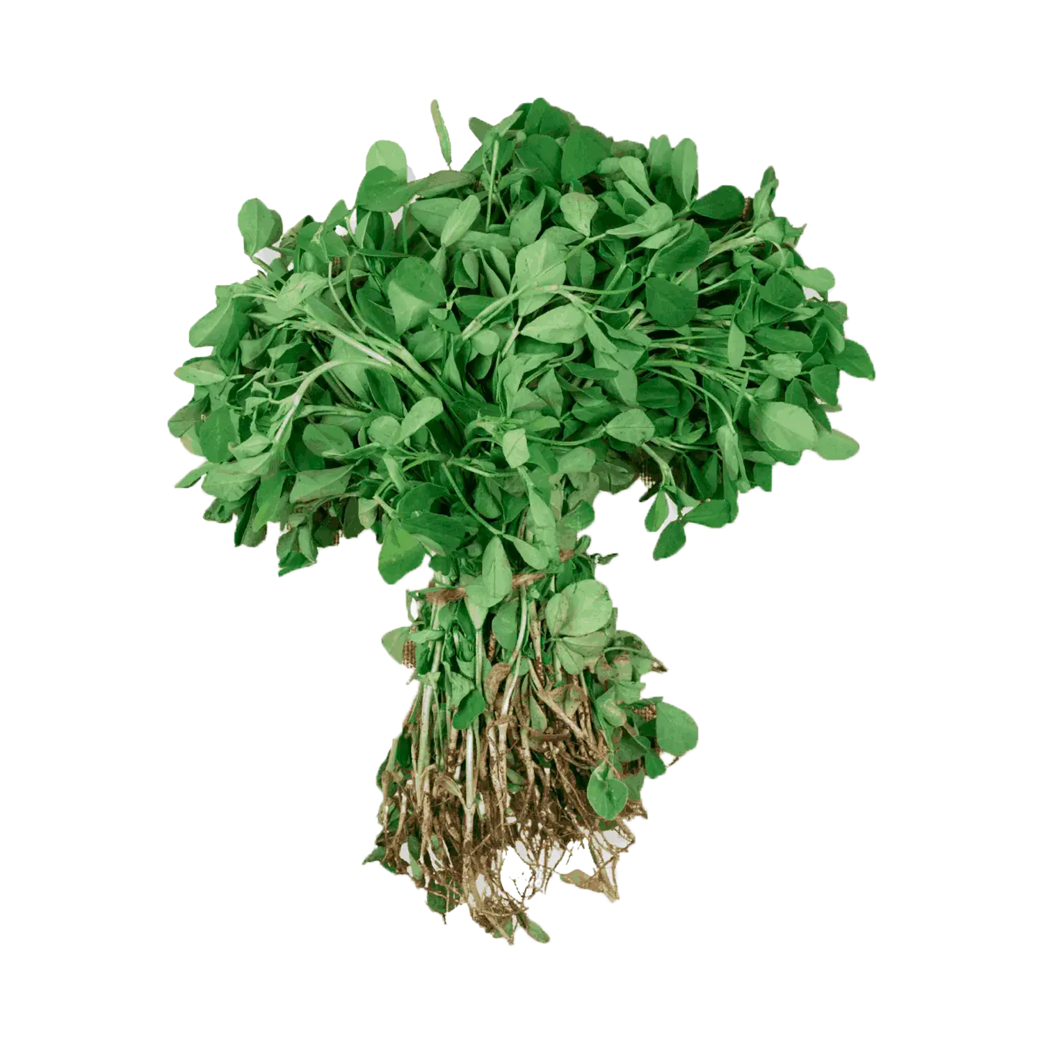 Methi